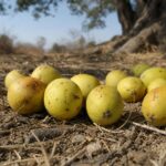Marulafrüchte auf trockenem Savannenboden