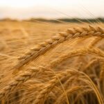 Reife Weizenähren auf dem Feld im Abendlicht
